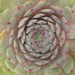 Sempervivum - Dachwurz - Hauswurz